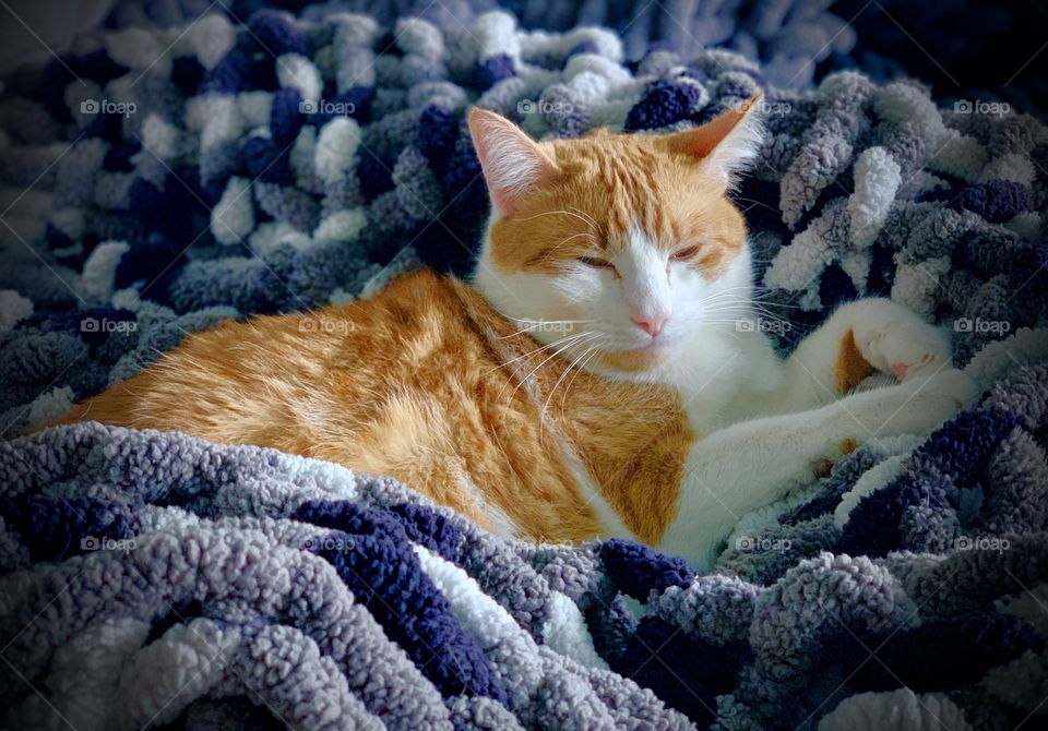 Pretty orange cat staying snuggled and warm  in a hand knit blanket during the winter season. 