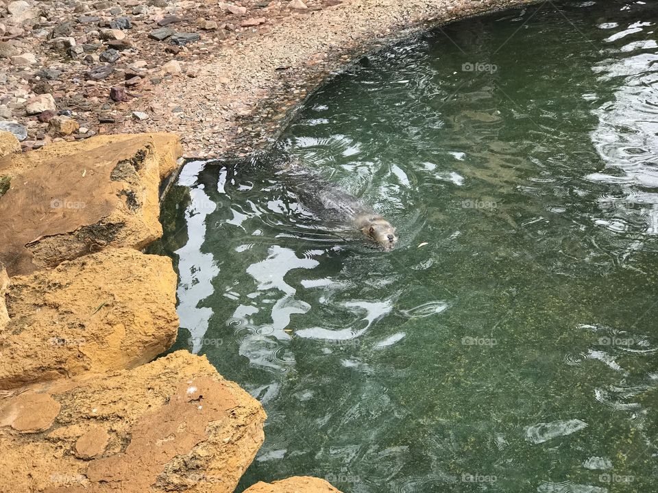 A beautiful seal swimming around in a rock pool inside a South Australian zoo. His nose has just poked out of the water. 