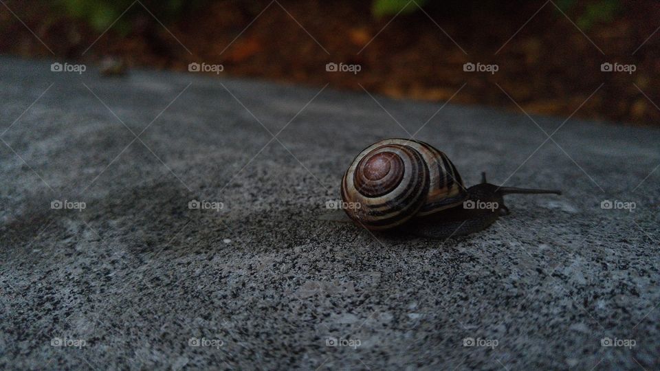 At a snail's pace