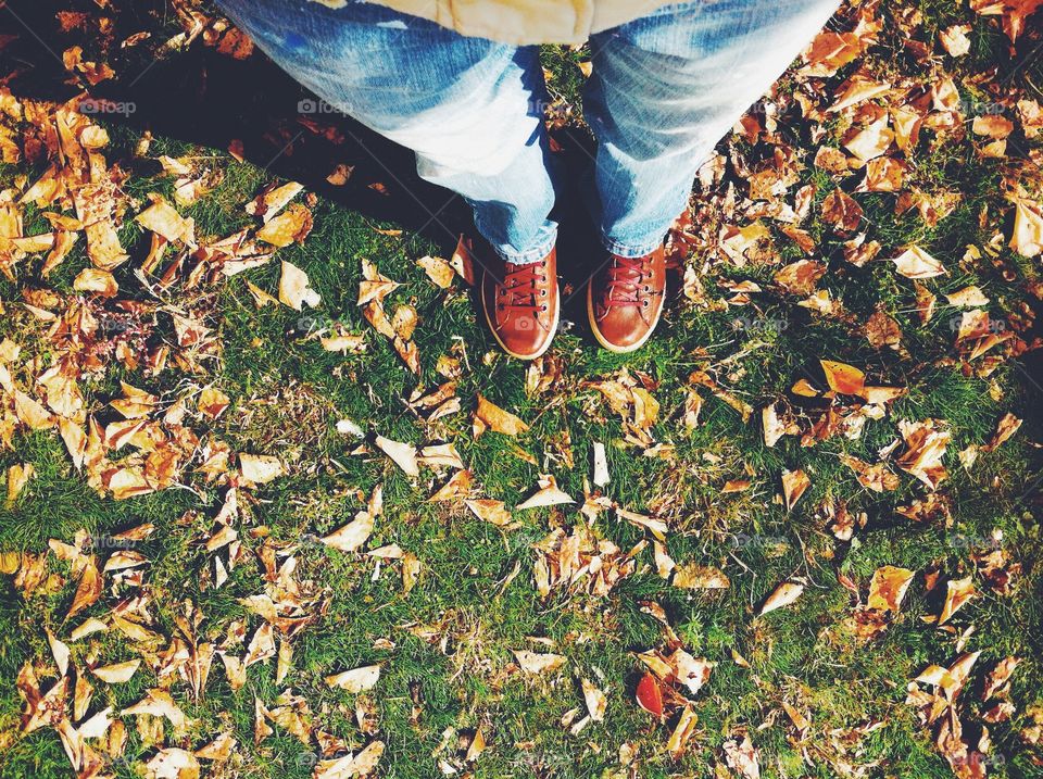 Leaf, Grass, Nature, Fall, Outdoors