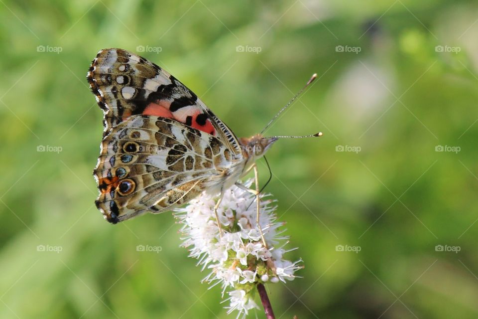 Red admiral butterfly on mint blooms on a beautiful late summer day