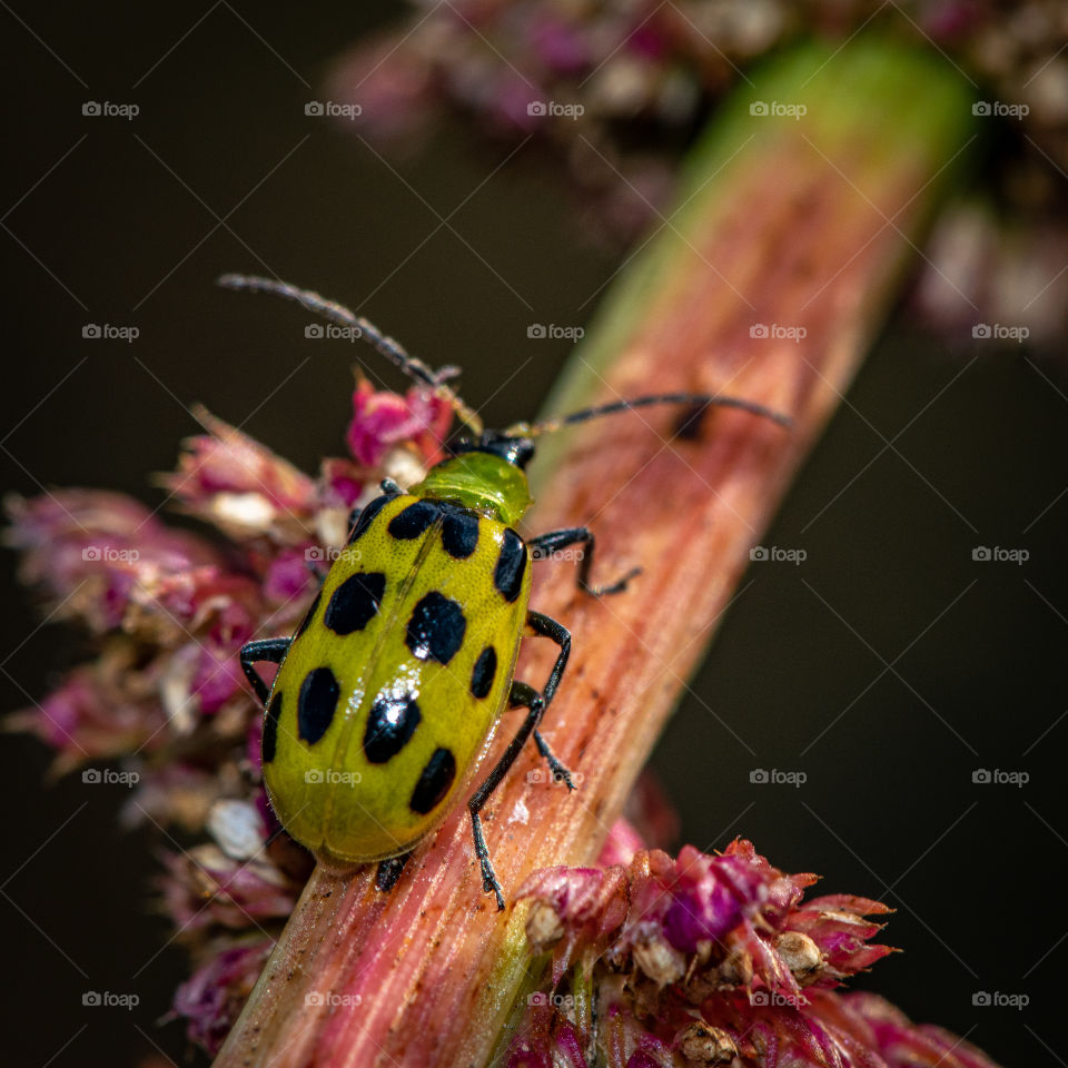 nature's colors in macro