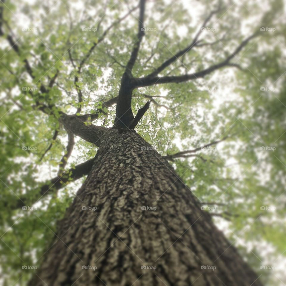 vertical tree shot