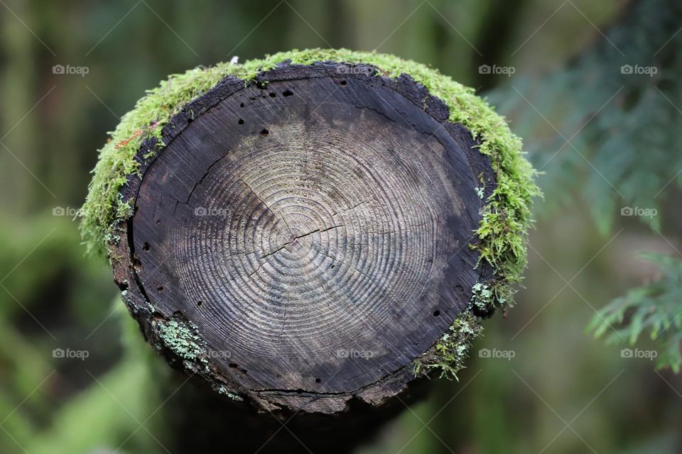 Circles of life years on a tree