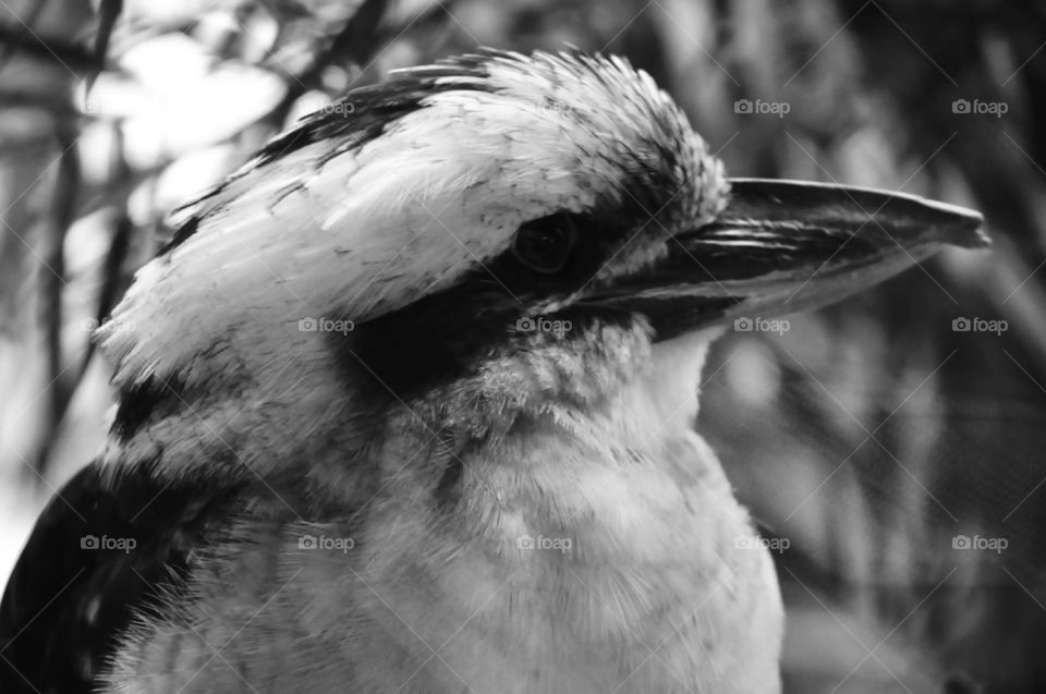 Kookaburra