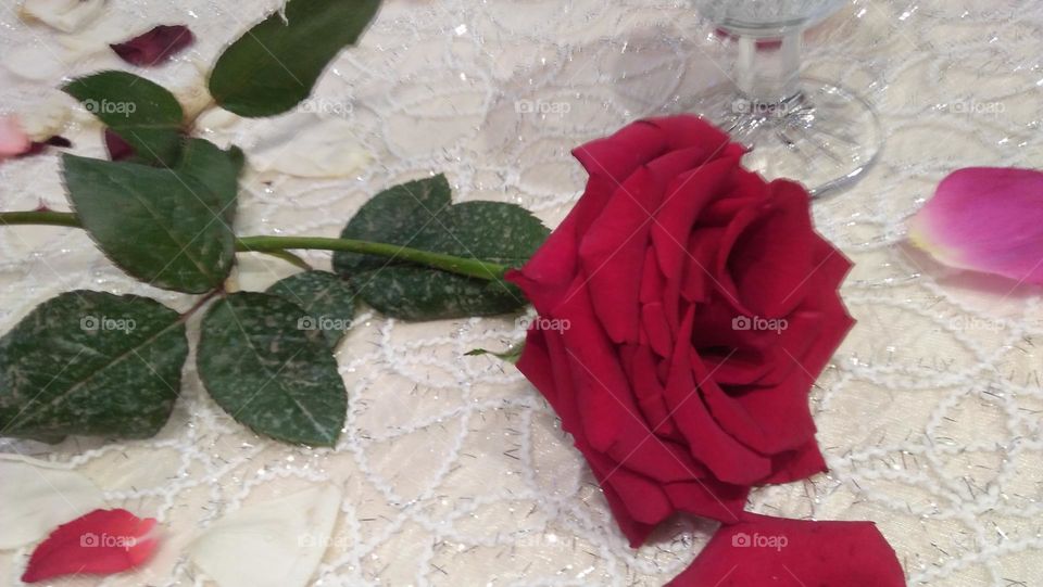 beautiful red rose on table.