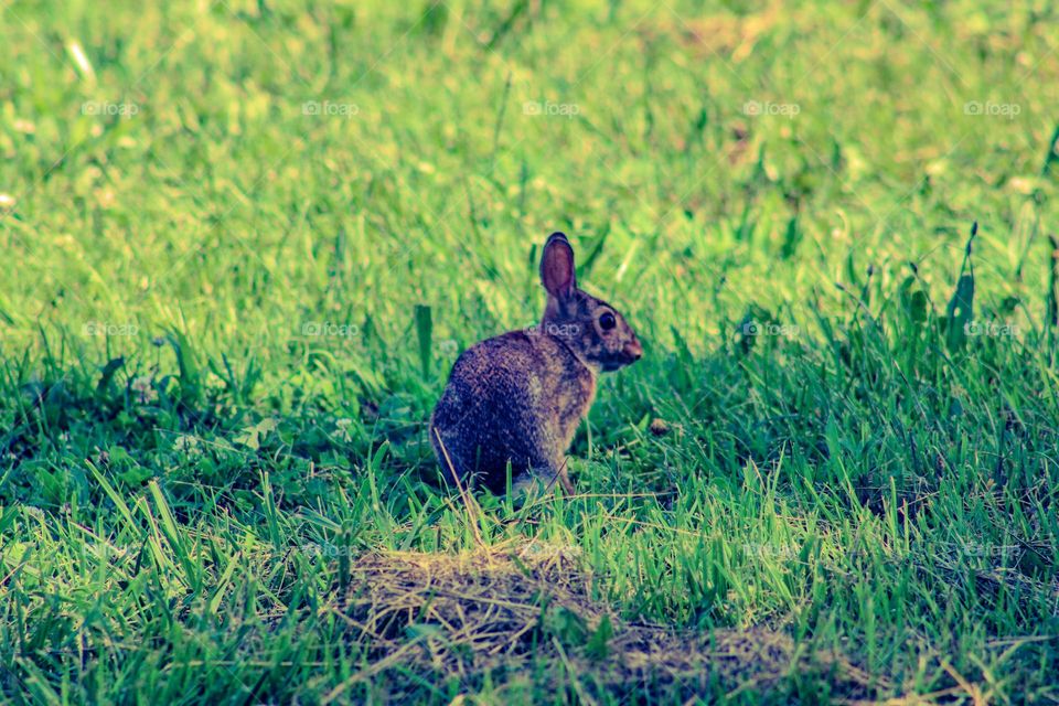skittish rabbit sitting in a field
