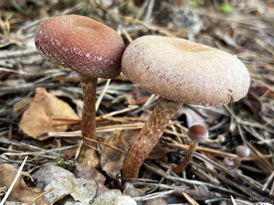 A close up of toadstools 