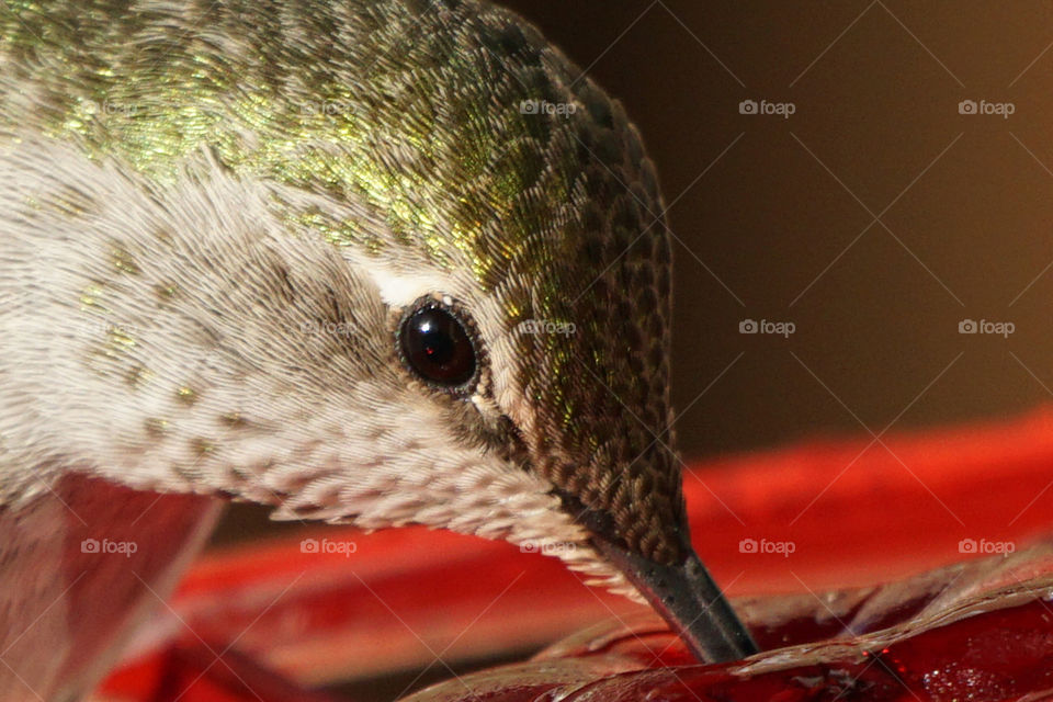 This hummer may be tiny in size but its colors are larger than life.