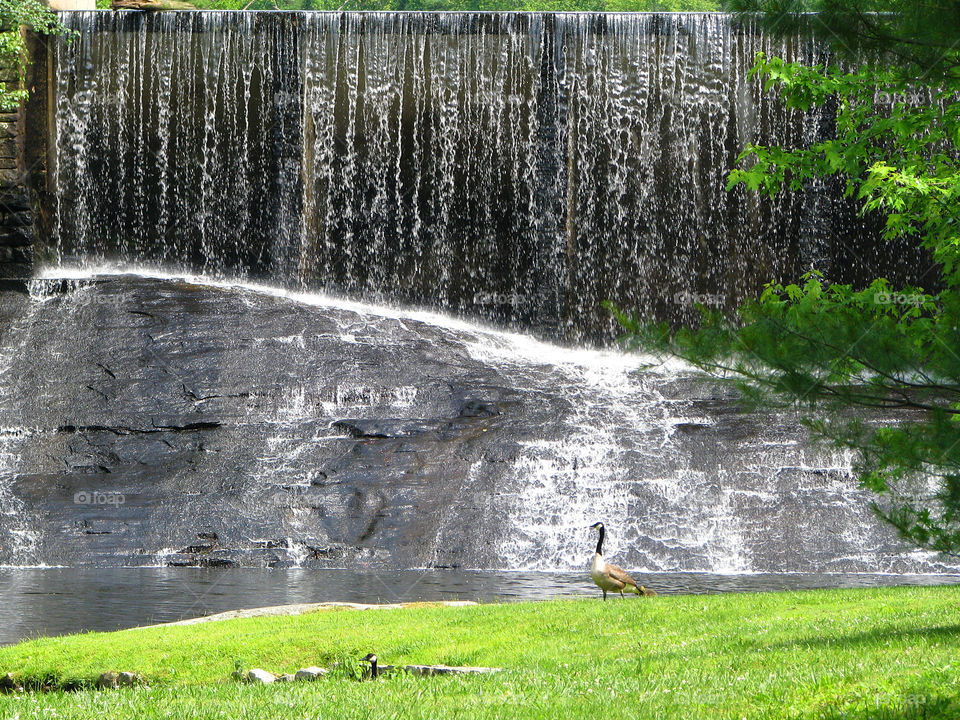 Geese with a waterfall backdrop