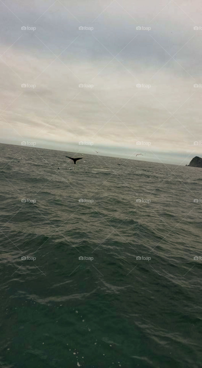 Humpback whale take on a rainy day 