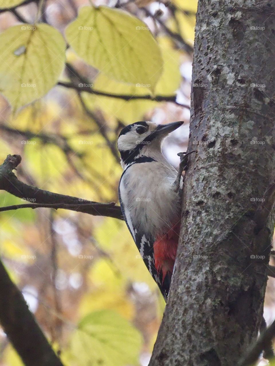Woodpecker