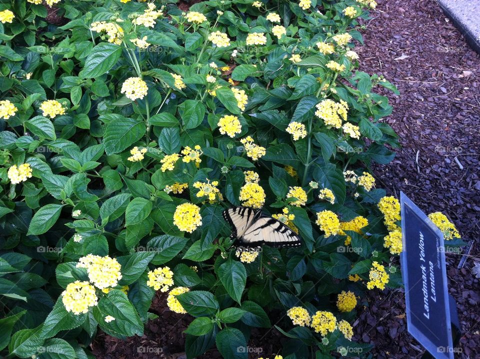 Butterfly in yellow garden . Monarch butterfly landed in yellow flower garden
