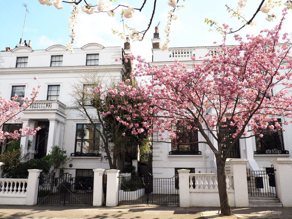 spring in Londons boroughs with colourful trees and old houses.