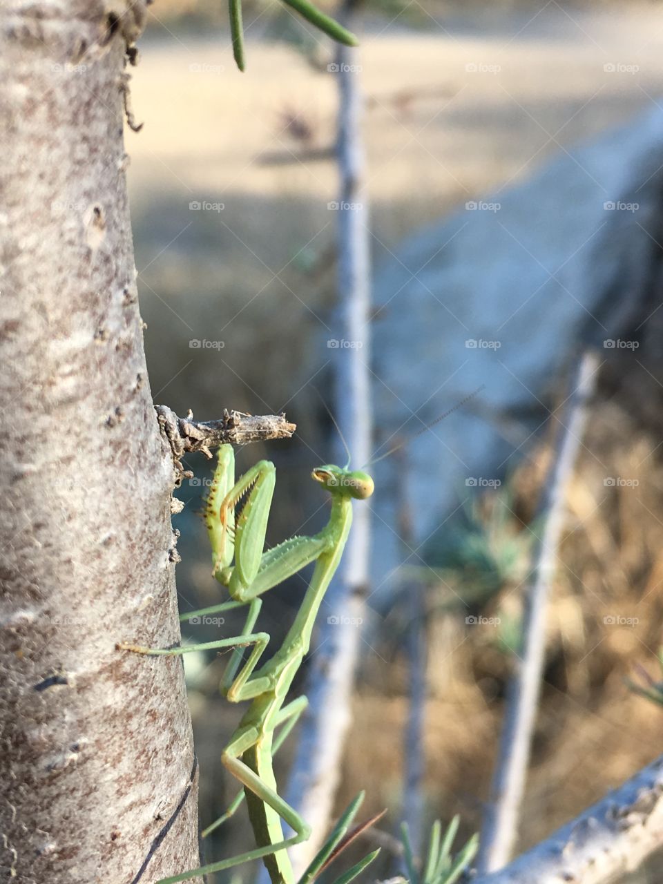 Another praying mantis I put on the tree 