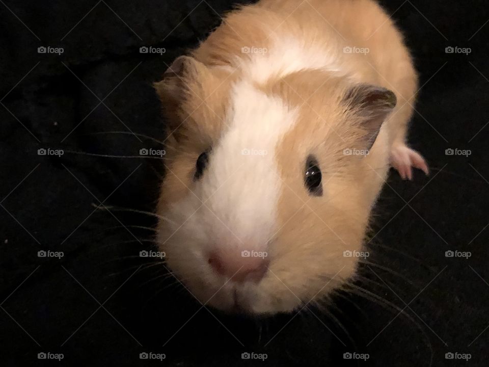 Honey bun the cute guinea pig 