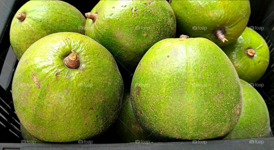 Avocado, a fruit of rich nutrition for good health.