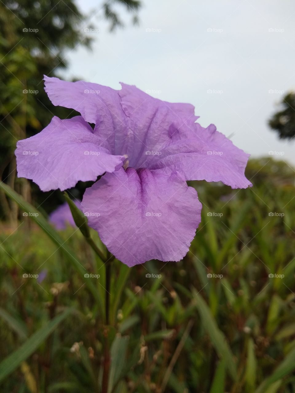 purple flower in garden