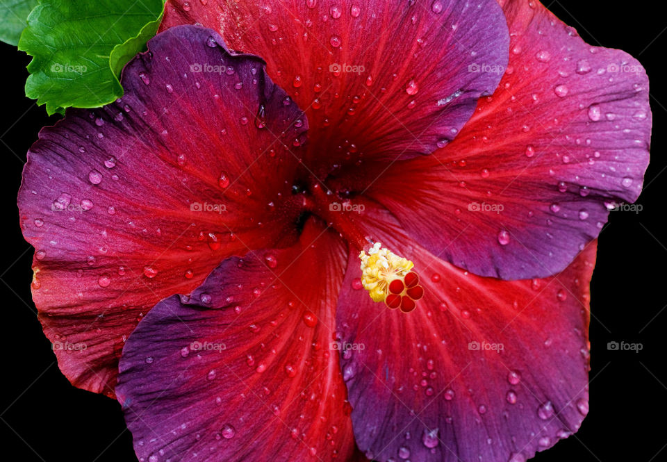 Extreme close-up of a wet hibiscus flower