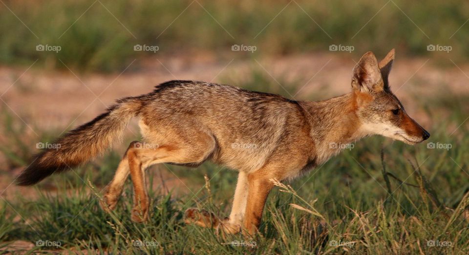A Coyote on the Run