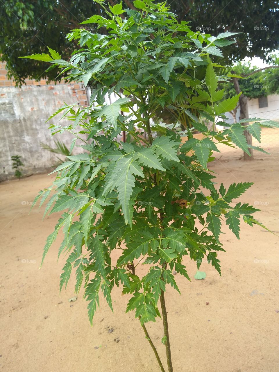 planta neem (ou nim) conhecida cientificamente como Azadirachta indica, é uma árvore do sudeste da Ásia e do subcontinente indiano. É uma árvore de clima tropical, que pode ser cultivada em regiões quentes e solos bem drenados; ela é resistente à seca, tem crescimento rápido, copa densa e pode alcançar até 20m de altura