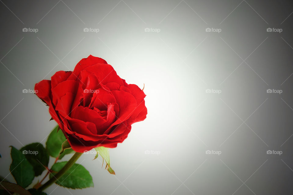 Red rose flower blooming on vintage background 