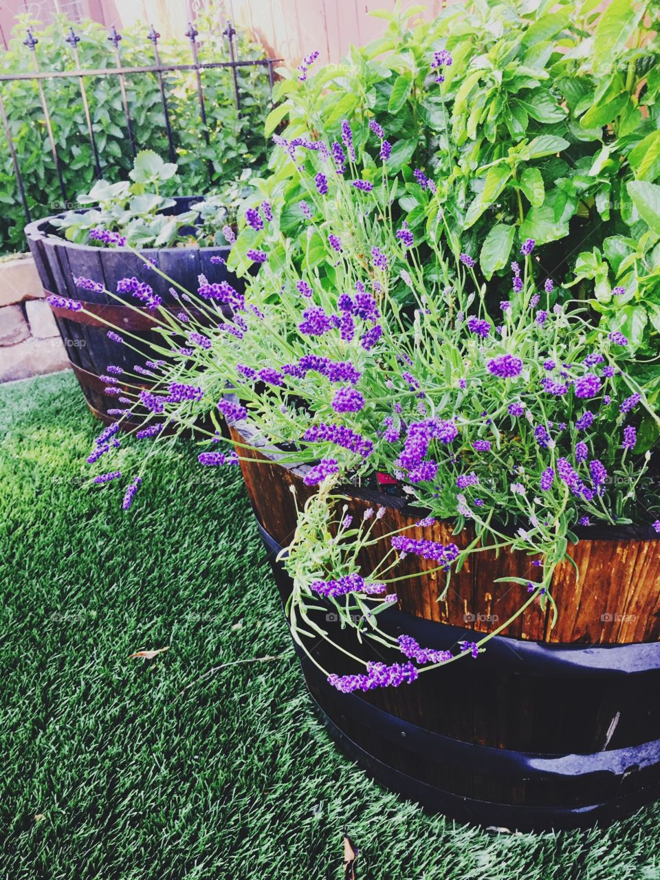 Lavender plants 