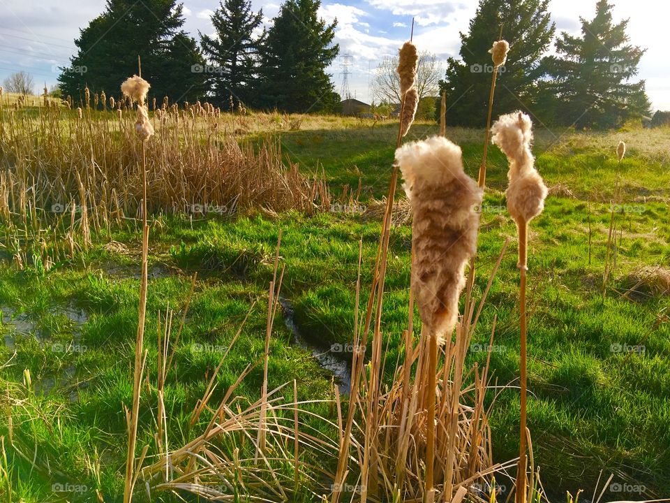 Cattails on the countryside