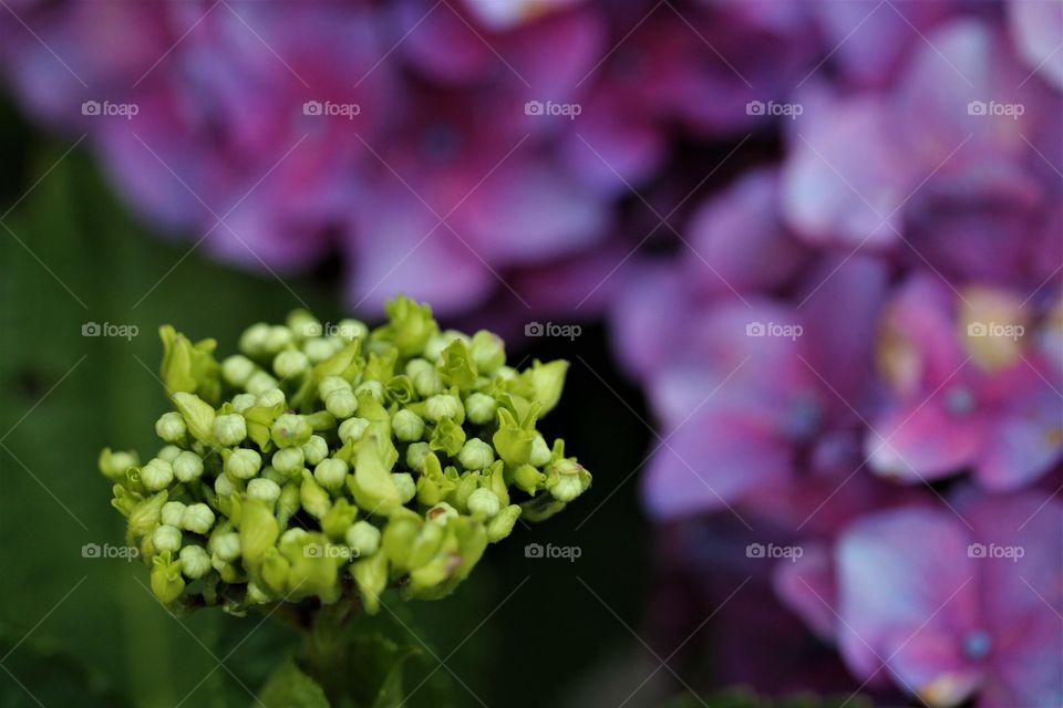 hydrangea waiting to bloom
