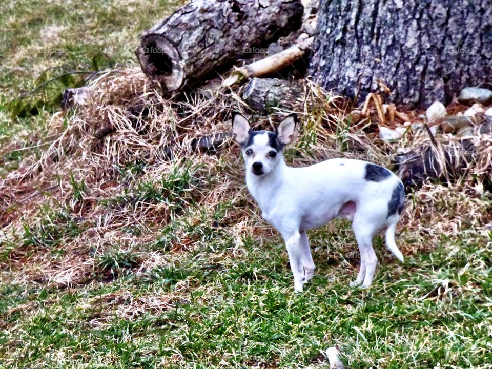 Spoiled chihuahua dog. 