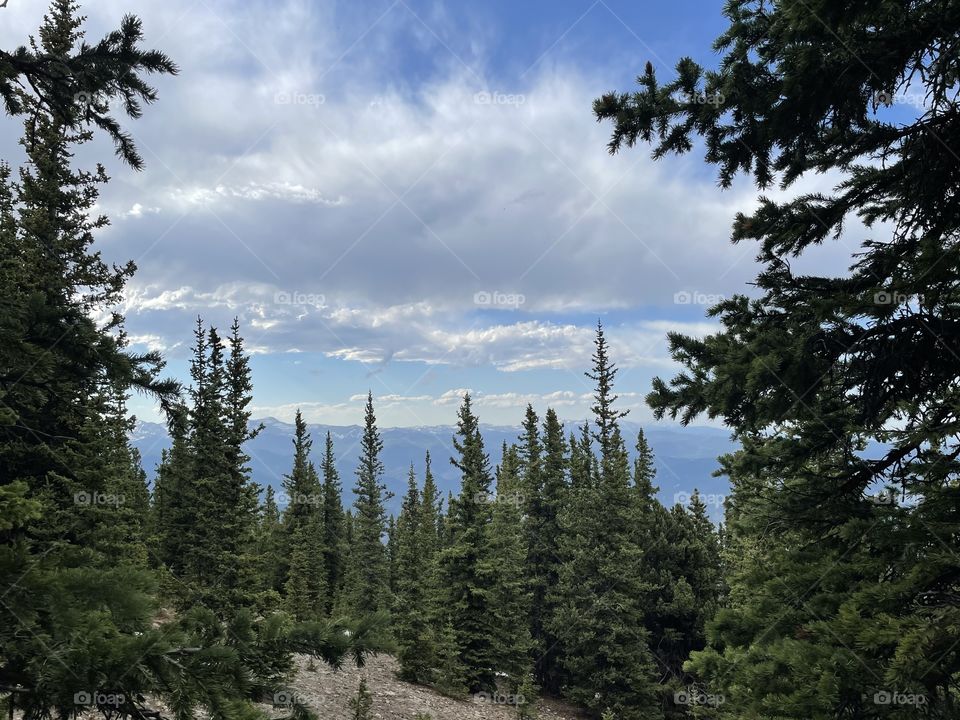 View of mountains in the distance between green pine trees and cloudy sky 