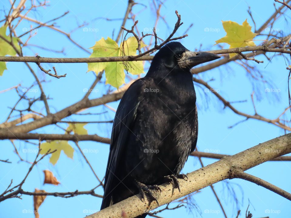 Black bird on autumn tree