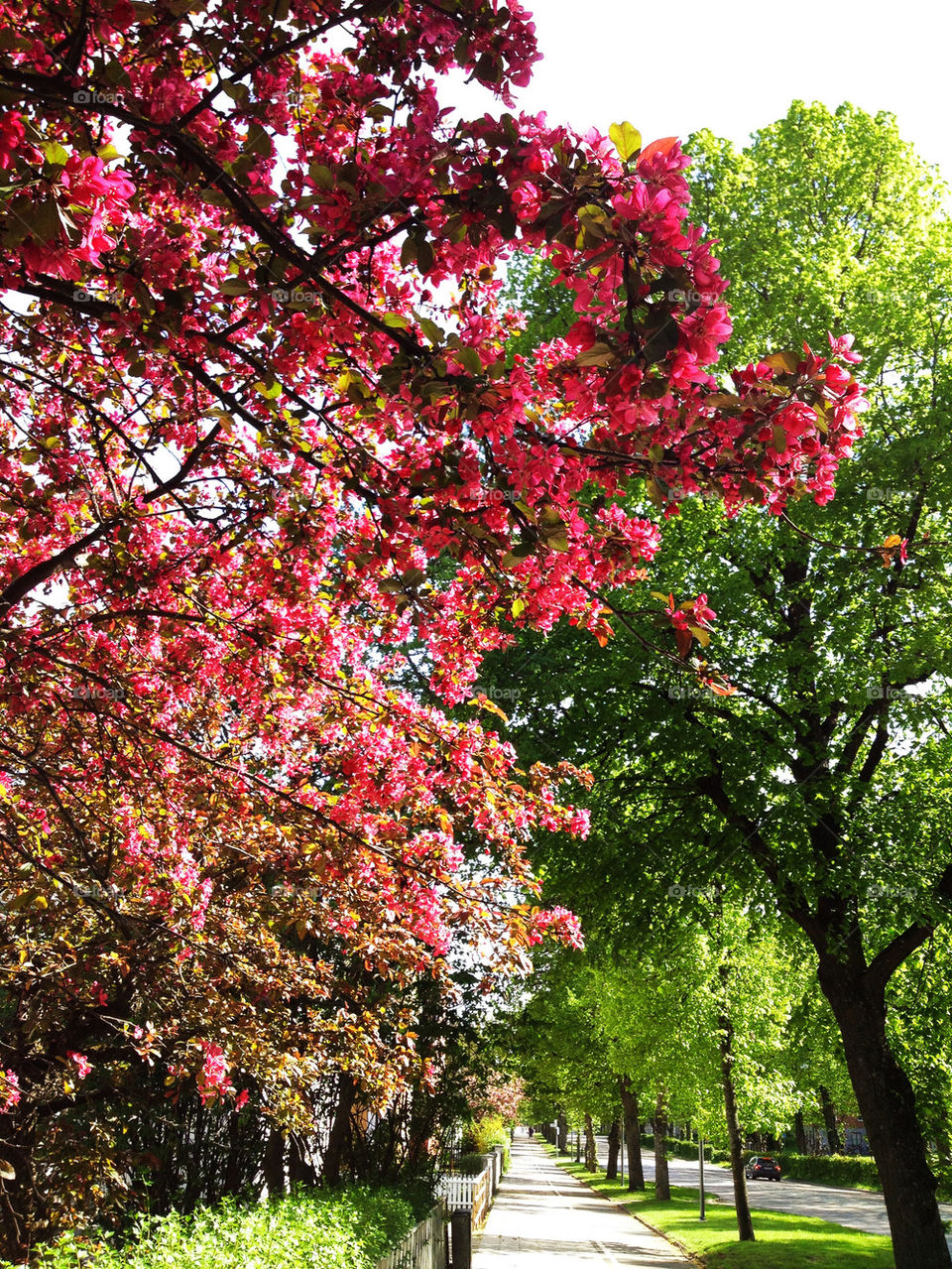 sun trees colours träd by joosse_b