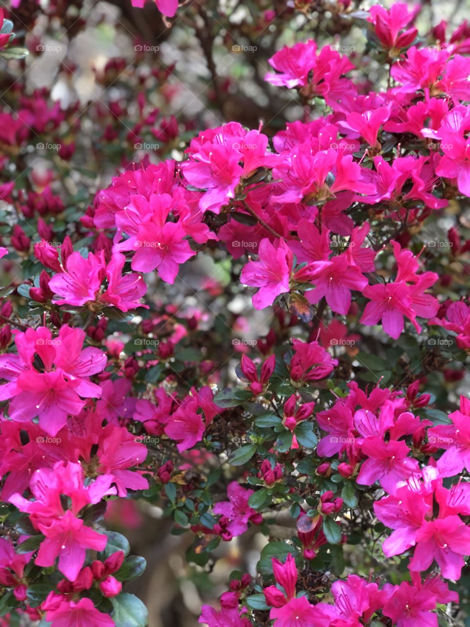 Azalea 