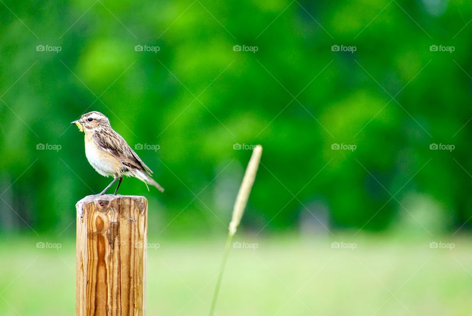 Bird on pole
