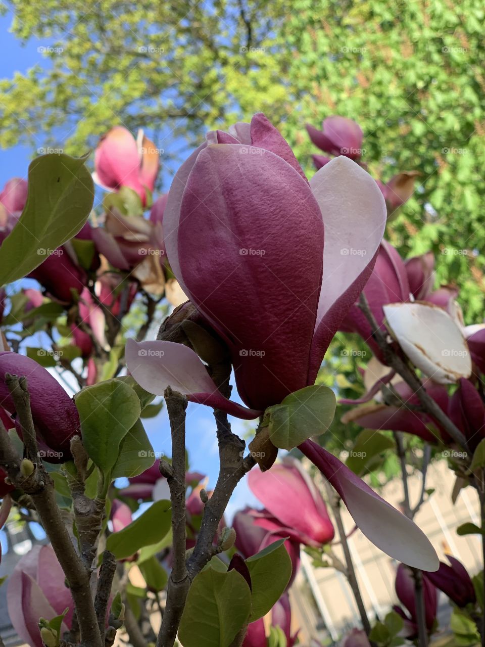Magnolia / Sweden 