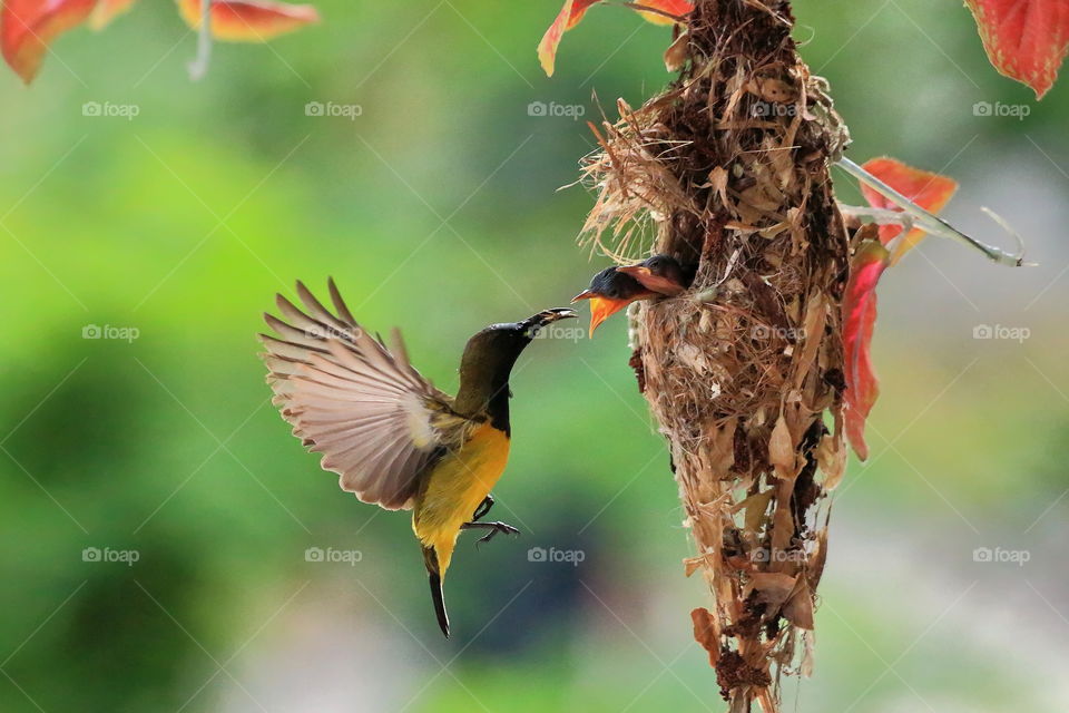 bird feeding her baby on nest.