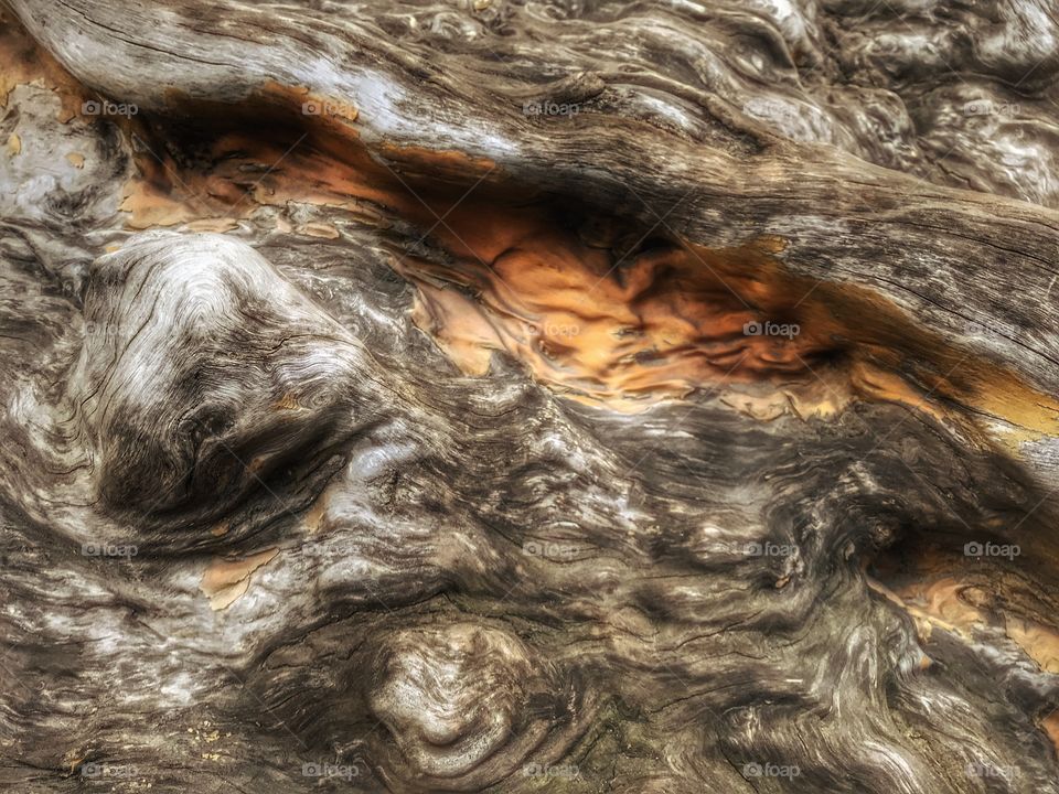 Tree trunk surface closeup.  Trees get very interesting as their trunks and bark age - you can find very intricate patterns