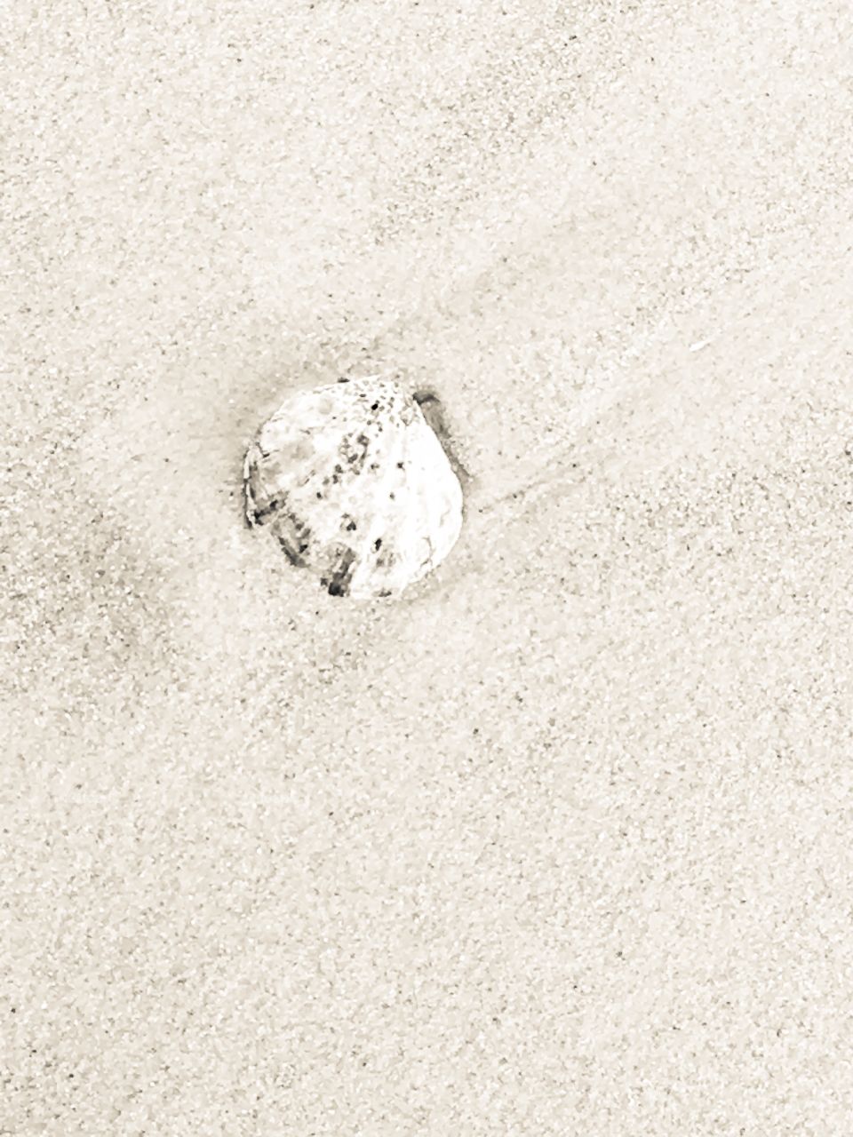 Single shell on white sand beach background image