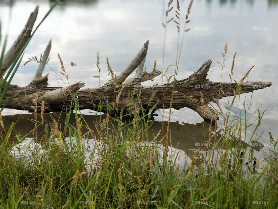 Pond log