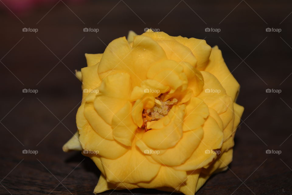 beautiful yellow rose
