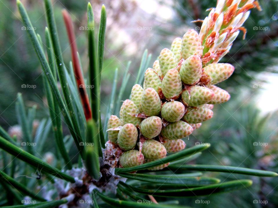 growth of a coniferous tree, small cones, spring is the heyday