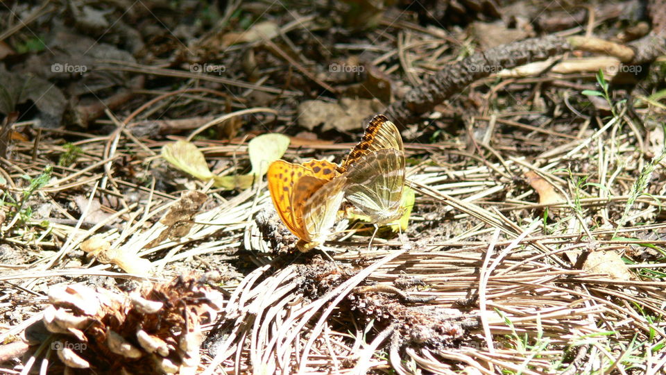 Zwei sich Paarende Schmetterlinge
