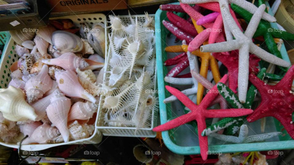 seashell,souvenir from the Sea.