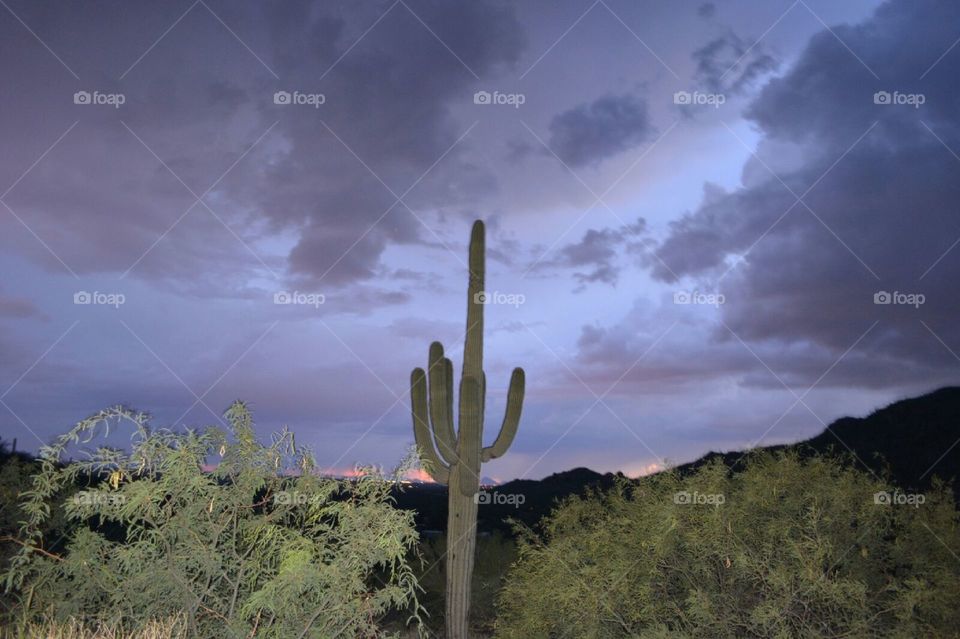 monsoon rain saguaro cactus. late night rain on mountain terrain photo opportunities.