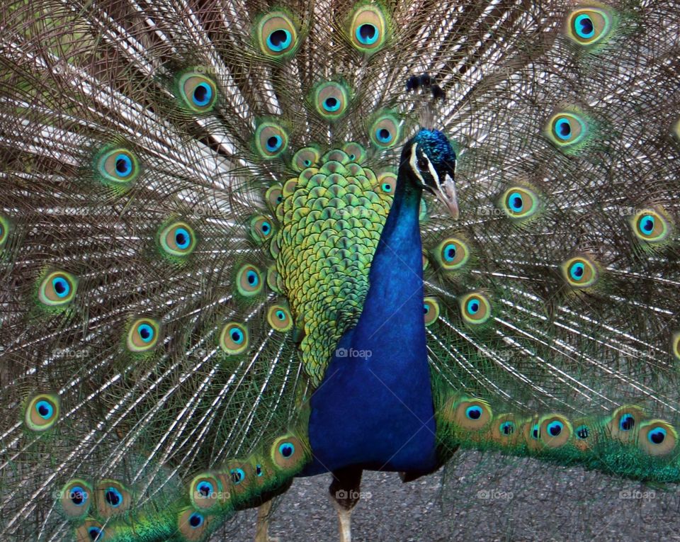 Peacock at the Richmond Zoo