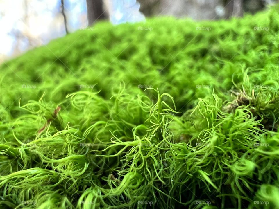 Closeup details of soft green moss. It’s covering a rock in a forest on a winter day.