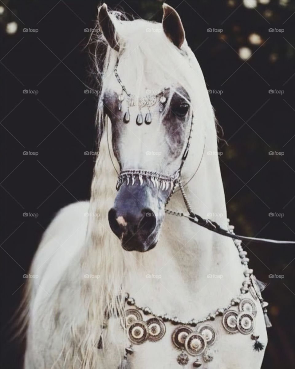 The beauty of Arab horses