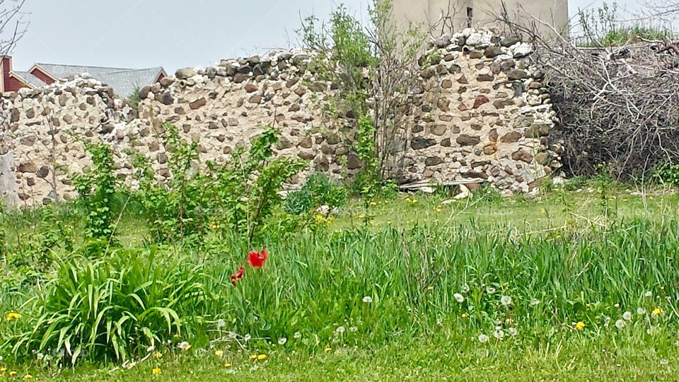 Farm. Tulips in the Grass