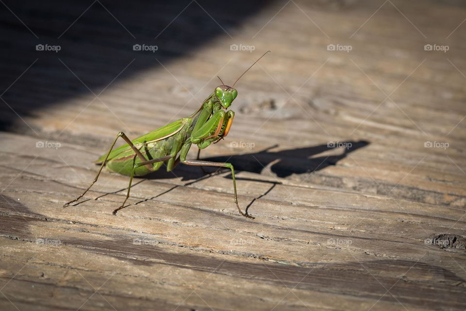 Praying mantis 